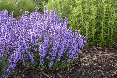 Nepeta - Cat's Pajamas - Pleasant View Gardens