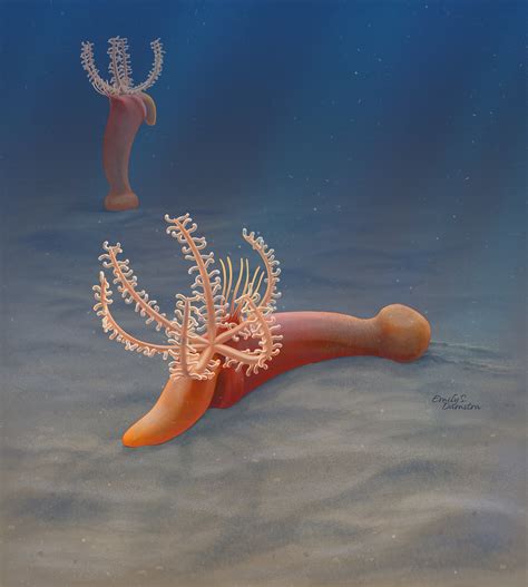 Early Cambrian fossil discovery gives new understanding into the origin of hemichordates