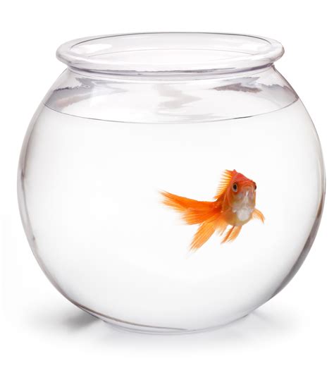 Free Fishbowl, Download Free Fishbowl png images, Free ClipArts on ...