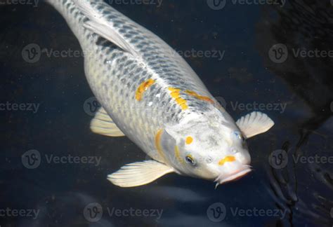 Brilliant White Koi Fish Swimming Under the Water 9552535 Stock Photo at Vecteezy