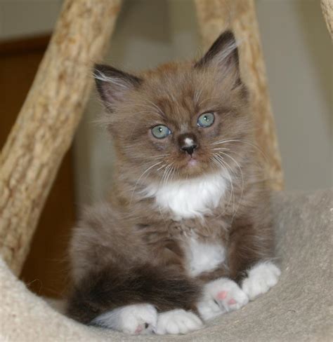 Ragamuffin Cat Info, Personality, Kittens, Pictures