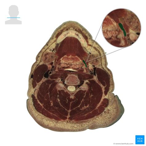 Stylohyoid: Origin, insertion, innervation and action | Kenhub