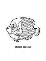 Angelfish coloring pages sketch template
