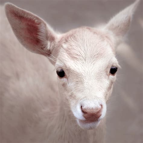 bambi friend | baby "Gamo Albino" @ Vigozoo, Madroa, Galicia… | Flickr
