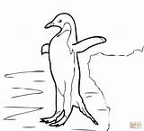 Adelie Penguin Coloring Page  Nation sketch template