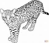 Leopard coloring Pages To Download And Print For free sketch template