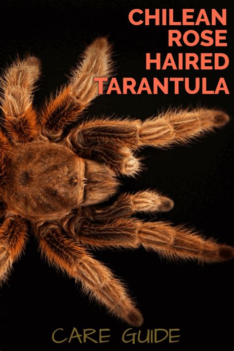 Chilean Rose Hair Tarantula (Grammostola rosea) Care Sheet