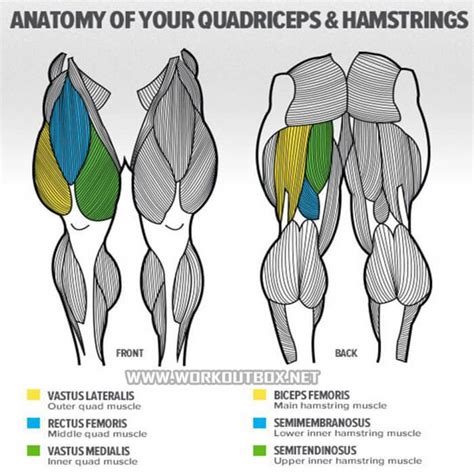 Quadriceps And Hamstrings Related Keywords - Quadriceps And Hamstrings Long Tail Keywords ...