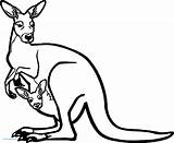 Kangaroo Coloring Page Vector  Colorable Design Free Clip sketch template