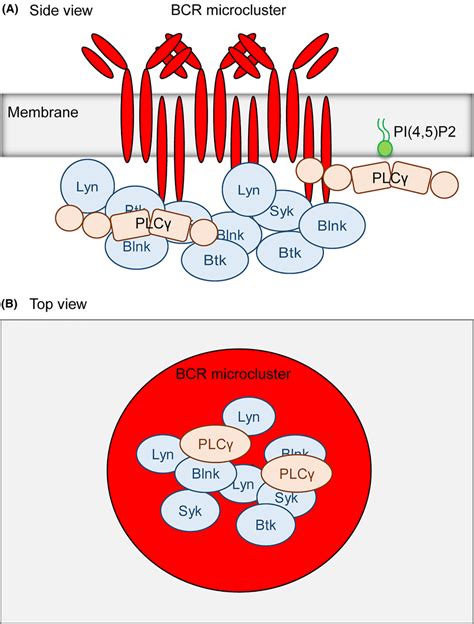 Schematics of B cell receptor (BCR) signaling microcluster. (A) The... | Download Scientific Diagram