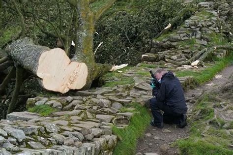 Sycamore Gap tree expert hopeful that it could regrow over time ...