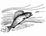 Apache Trout Take The Bait Coloring Pages  Best Place To Color sketch template