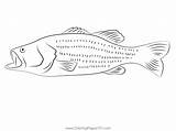 Jumping Largemouth Bass Coloring Page Coloring Pages sketch template