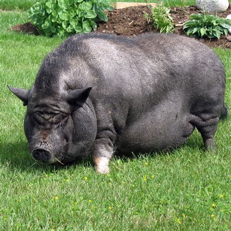 Vietnamese Potbellied Pig | This pet was grazing on the lawn… | Flickr ...