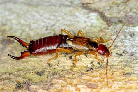 How To Get Rid Of Earwigs In Potted Plants - Pests101.com