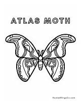 Free Moth Coloring Pages  Rooted Wings Co sketch template