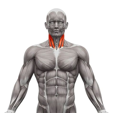 Sternocleidomastoid muscle exercise - Stretching, Strengthening