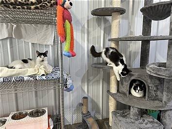 Open House For AWL Cat House Spotlights Those Who Love Felines