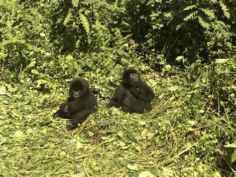 The Virunga Mountains: the last refuge of the mountain gorilla