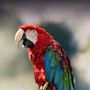 Macaw Personality, Food & Care – Pet Birds by Lafeber Co.