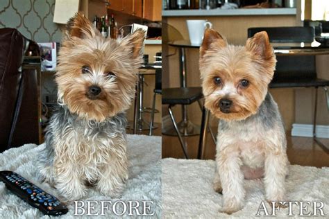 Male Yorkie Poo Haircuts Styles Pictures - Pets Lovers