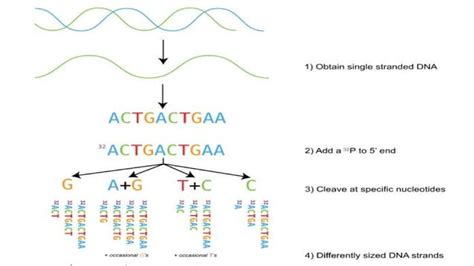 Maxam–Gilbert sequencing