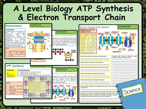 A Level Biology ATP Synthesis & Electron Transport Chain Lesson & Activities | Teaching Resources