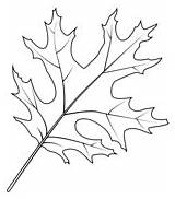 Oak coloring Pages  Free Coloring sketch template
