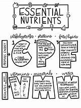 6 Essential Nutrients Coloring Page By The Cozy Creative  TPT sketch template