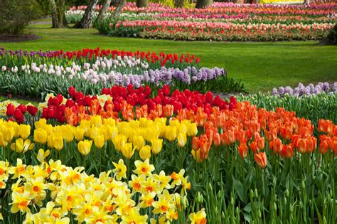 Colorful Flower Beds Free Stock Photo - Public Domain Pictures
