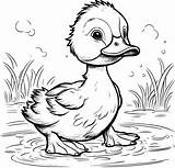 Cute Duck Coloring Pages For Kids And Toddlers 40195517 Vector Art At  sketch template