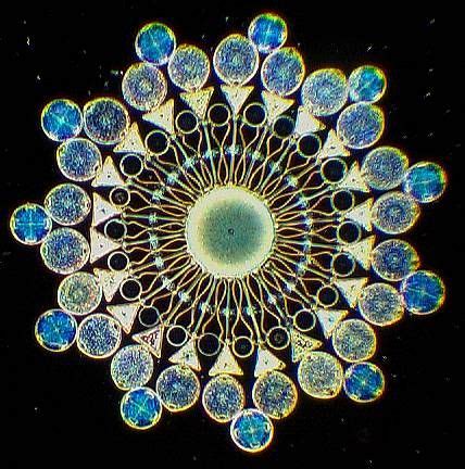 Biological Art | Diatom, Fractals, Microscopic photography