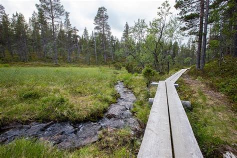 Forest Lapland Finland Hiking