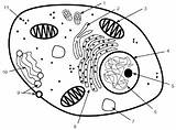 Eukaryotic Cell Model Page Coloring Pages sketch template