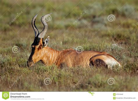 Red hartebeest resting stock photo. Image of fauna, outdoor - 97010442