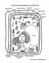 A Look At Plant Cell Organelles  Coloring cell sketch template