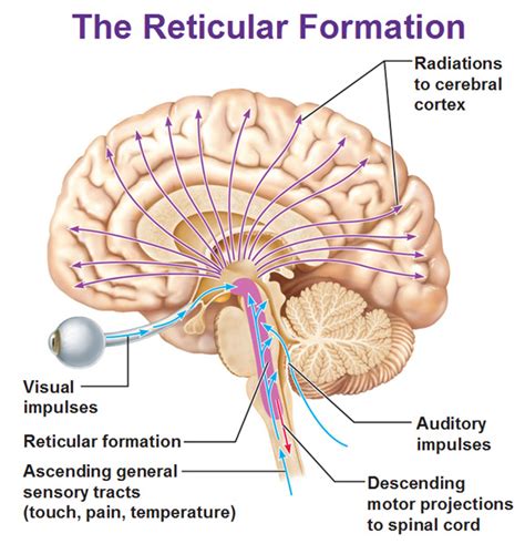 reticular formation radiation impulses motor projections | Reticular formation, Human anatomy ...