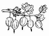 Gooseberry Coloring Pages Printable For Free Download sketch template