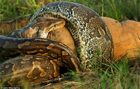 African python devours wildebeest: shocking snaps show the reptile's incredibly elastic jaws at ...