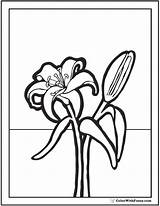 12 Lily Coloring Pages Fun Interactive Notebook PDF Printables sketch template