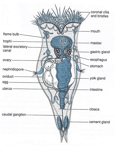 Rotifer internal structures | Biology art, Botanical drawings, Painting illustration