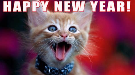 Funny Cats "Happy New Years" song - YouTube