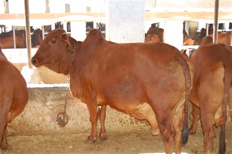 Red sindhi cattle at Kalasi farm in northern India | Flickr