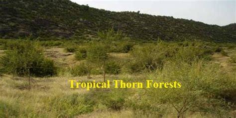 Tropical Thorn Forests in Indian Subcontinent - QS Study