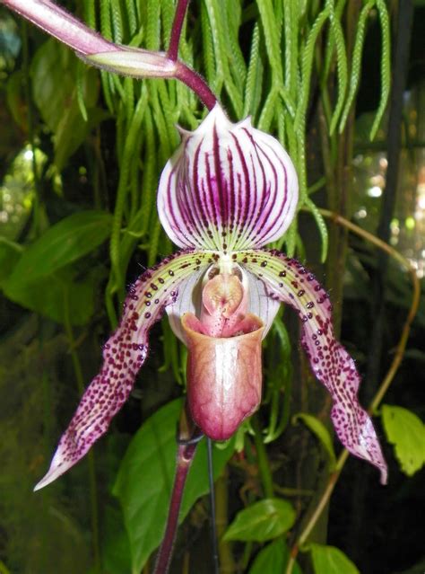 ORCHIDS- Tropical plants from the rainforest. | Rainforest plants, Exotic orchids, Tropical plants