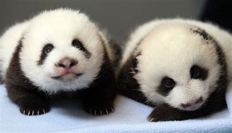 47+ Cute Panda Background