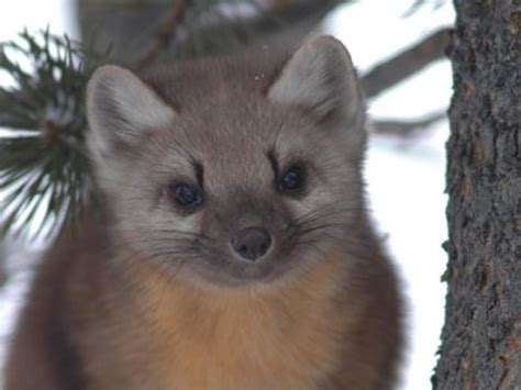 Grand Teton National Park Wildlife - National Park Photographer