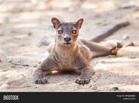 Endemic Madagascar Image & Photo (Free Trial) | Bigstock