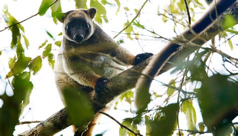 Rainforest & Wildlife | Tropical North QLD