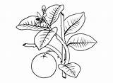 45 Free Printable Oranges Coloring Pages sketch template